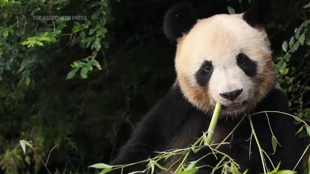 First panda born in France says goodbye and heads to China