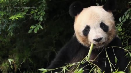 First panda born in France says goodbye and heads to China